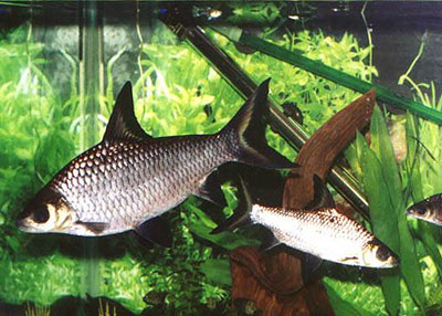 That little tiny fish up at the top is an adult female guppy