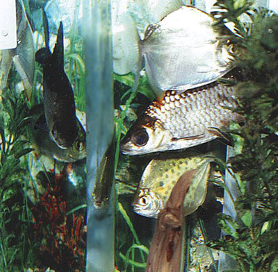 Some of Jan's big beauties