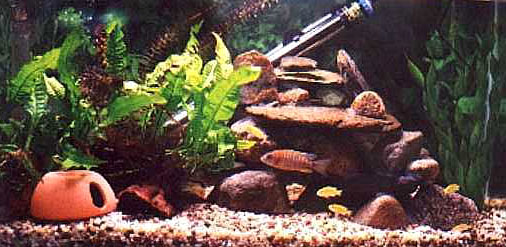 Jan's pretty Malawi tank