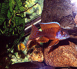 Jan's gorgeous peacock!