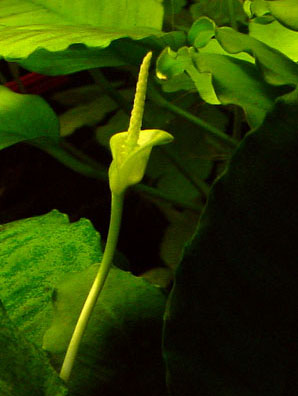 anubias blossom 
