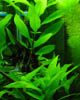 Hygrophila species