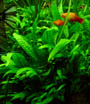 Java Fern