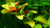 Ludwigia