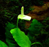 Anubias