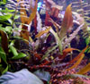 Wendtii