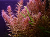Rotala indica